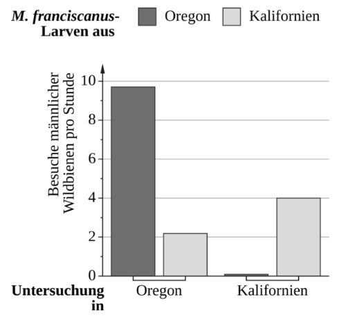 Balkendiagramm zu männlichen Besuchen pro Stunde bei M. franciscanus-Larven in Oregon und Kalifornien.